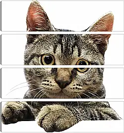 Модульная картина - Котенок Модульная картина - Котенок