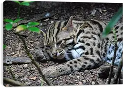 Постер на подрамнике - Кот Постер на подрамнике - Кот