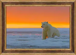 Картина в раме - Белый медведь Картина в раме - Белый медведь