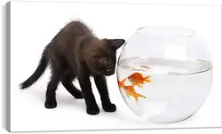 Постер на подрамнике - Черный котик и рыбки
Постер на подрамнике - Черный котик и рыбки