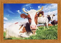 Картина в раме - Буренка
Картина в раме - Буренка