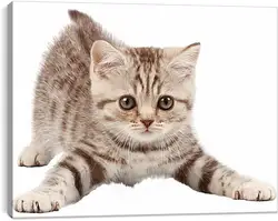 Постер на подрамнике - Котенок Постер на подрамнике - Котенок