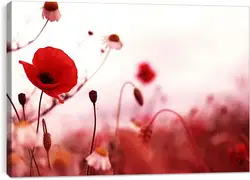 Постер на подрамнике - Красный мак Постер на подрамнике - Красный мак