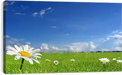 Постер на подрамнике - Ромашки на поле Постер на подрамнике - Ромашки на поле