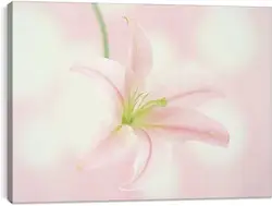 Постер на подрамнике - Лилия Постер на подрамнике - Лилия