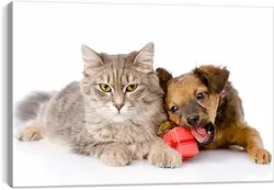 Постер на подрамнике - Котенок и щенок Постер на подрамнике - Котенок и щенок