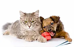 Плакат на стену - Котенок и щенок Плакат на стену - Котенок и щенок
