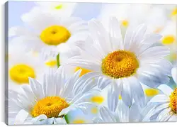 Постер на подрамнике - Ромашки и небо Постер на подрамнике - Ромашки и небо
