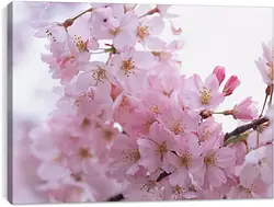 Постер на подрамнике - Сакура Постер на подрамнике - Сакура
